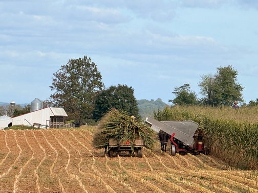 Corn harvest on Amish farm