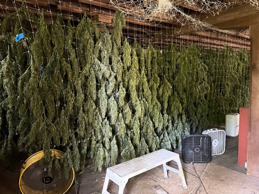 Drying plants
