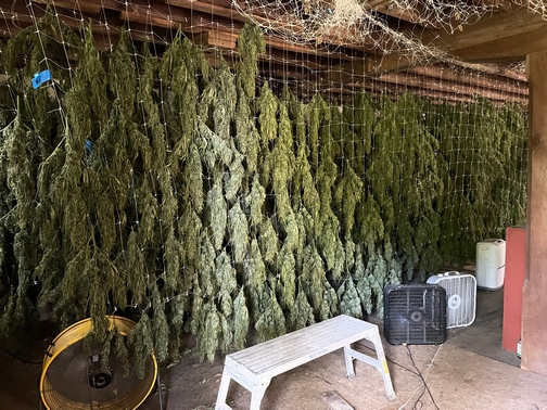 Drying plants