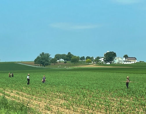 Family field work near Intercourse, PA