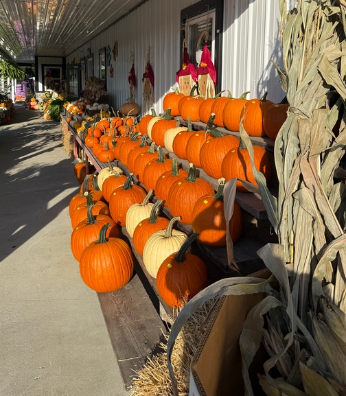 Fisher's Greenhouse pumpkins
