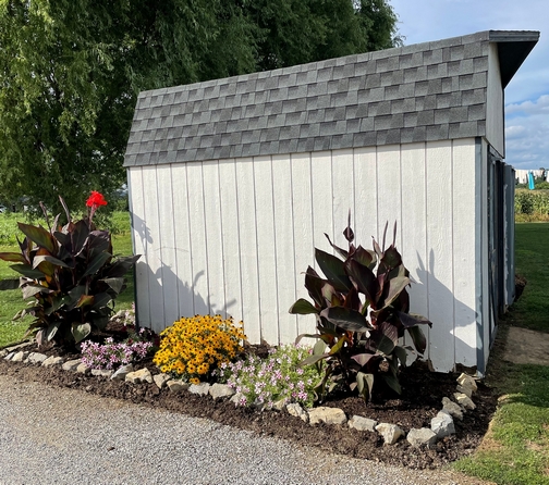 Flowers near shed