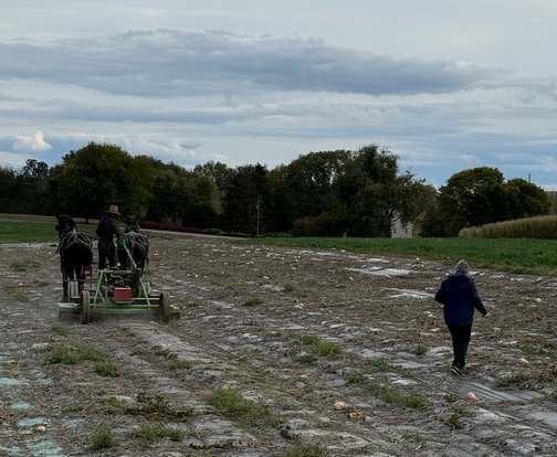 Gleaning squash on Kraybill Church Road