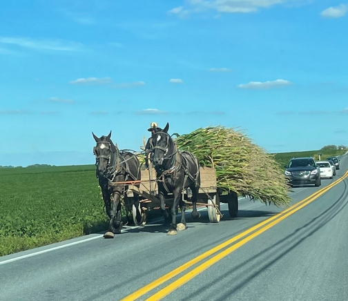 Hauling corn on Landisville Road