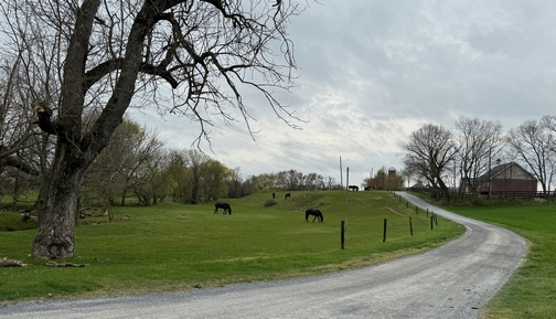 Horses and Amish school