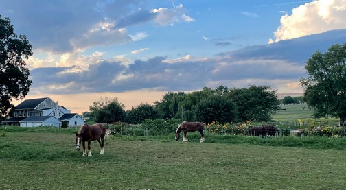 Horses and flowers Horses and flowers