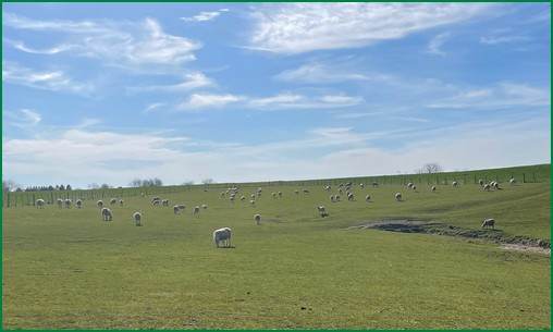 Sheep on hillside, Lancaster County PA