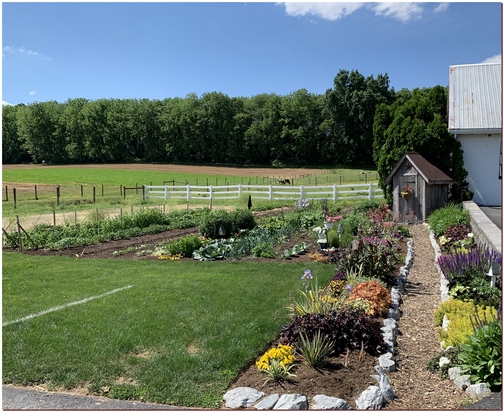 Lancaster County garden, PA  5/27/19 (Click to enlarge)