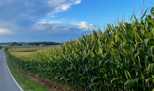 Long Lane corn