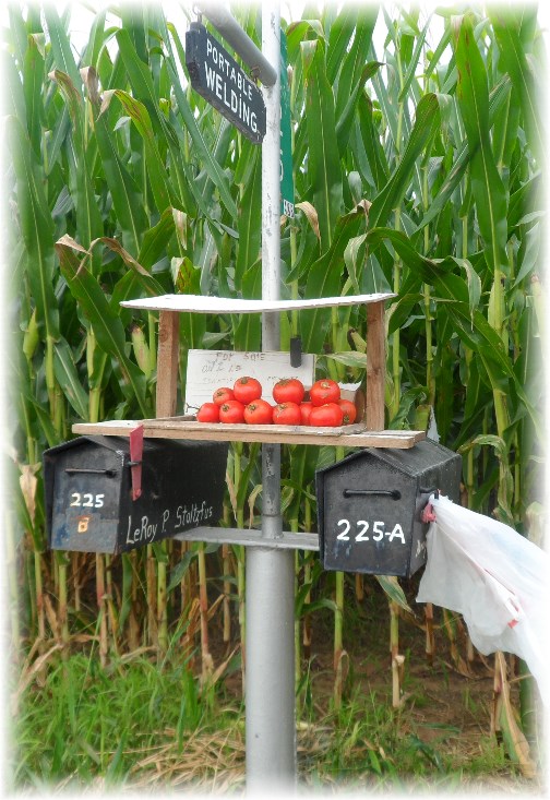 Mailbox tomatoes for sale in Lancaster County