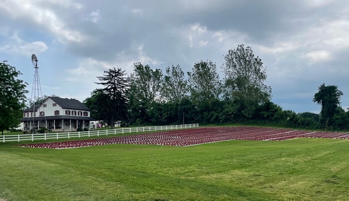 Mums on Mennonite farm