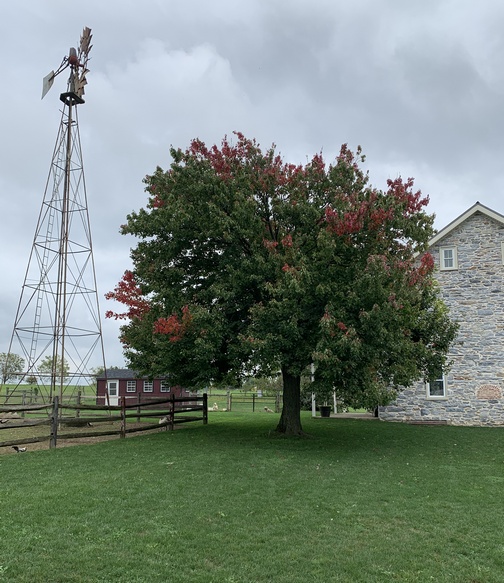 Old Windmill Farm tree