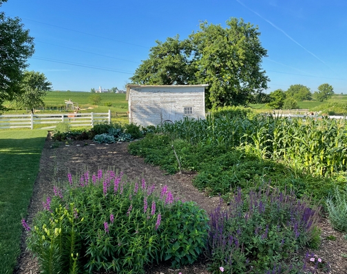 Old Windmill Farm garden