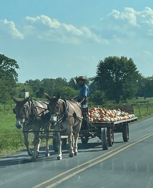 Pumpkin harvest on Harvest Road