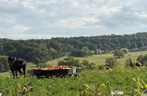 Pumpkin harvest