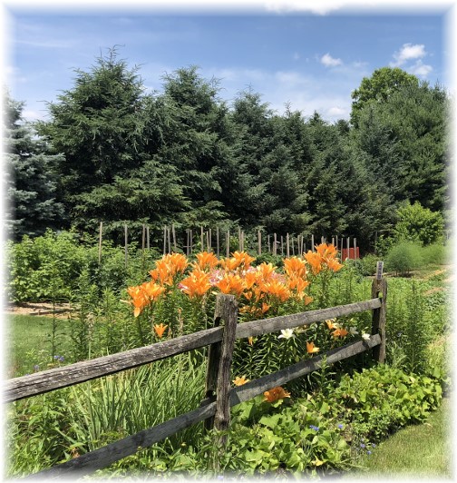 Risser Mill Road garden, Lancaster County, PA 6/26/18 (Click to enlarge)