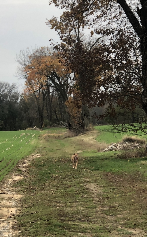 Weary Roxie on trail, Lancaster County, PA 10/30/19