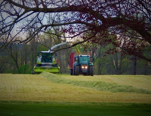 Rye harvest in Lancaster County 5/2/20