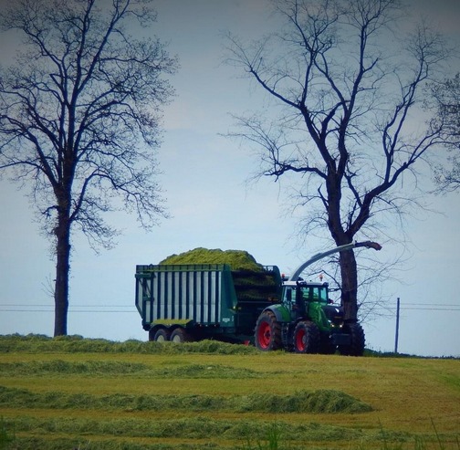 Rye harvest in Lancaster County 5/2/20