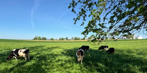 Cattle in green pasture