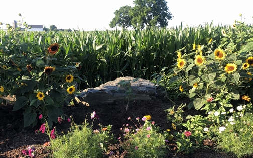 Sunflowers and corn, Lancaster County, PA