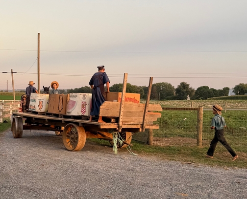 Preparing for squash harvest