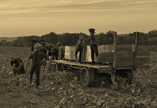 Kabocha Squash harvest