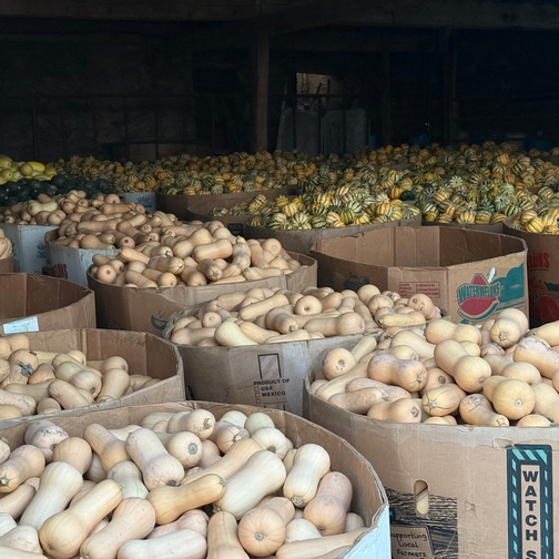 Squash storage in barn