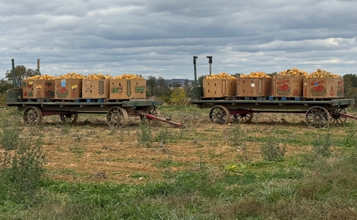 Wagons with squash in field