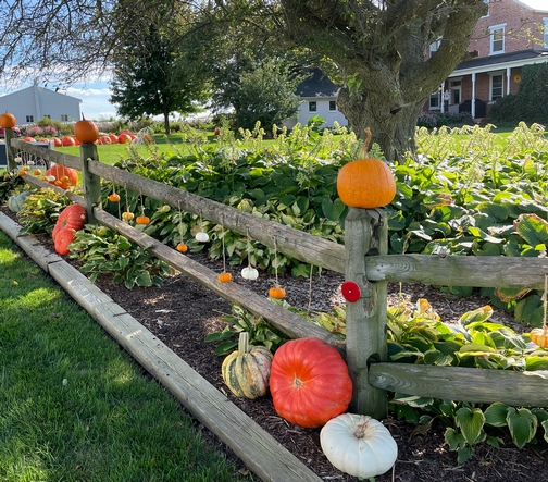 Stoltzfus pumpkins