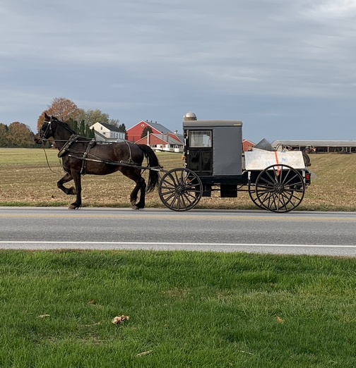 Horse and buggy pickup on Strasburg Pike 11/7/19 click to enlarge