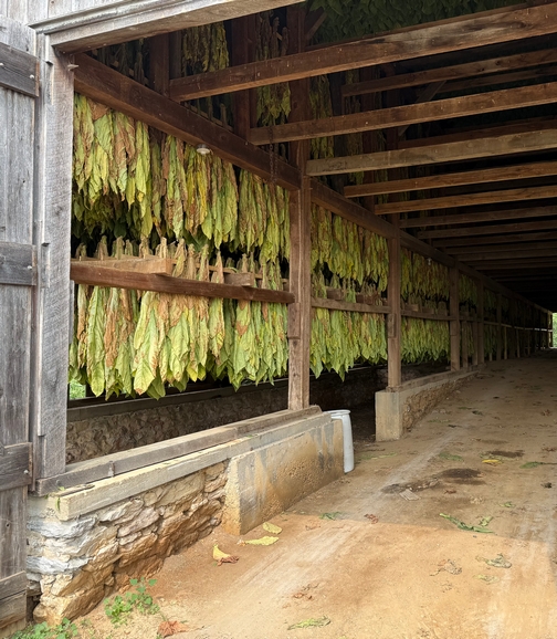 Tobacco drying in barn