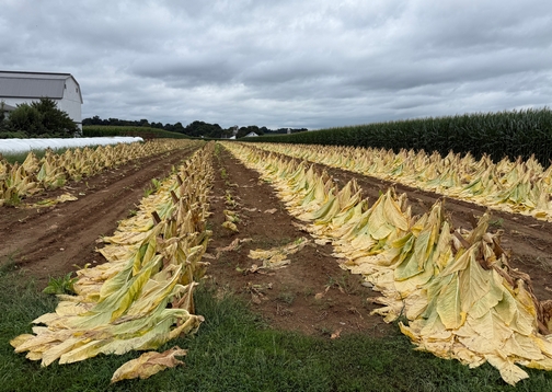 Lancaster County tobacco field