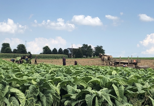 Tobacco harvest, Lancaster County, PA 8/9/19