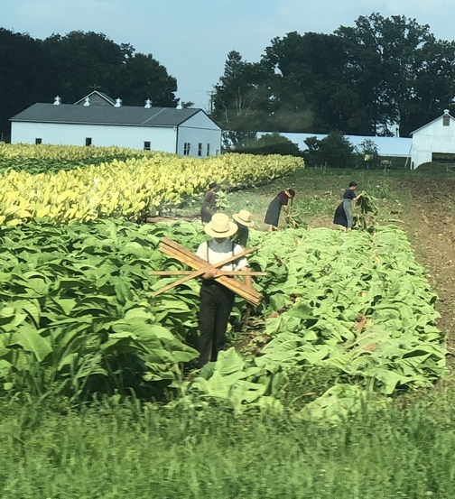 Tobacco harvest, Lancaster County, PA 8/9/19