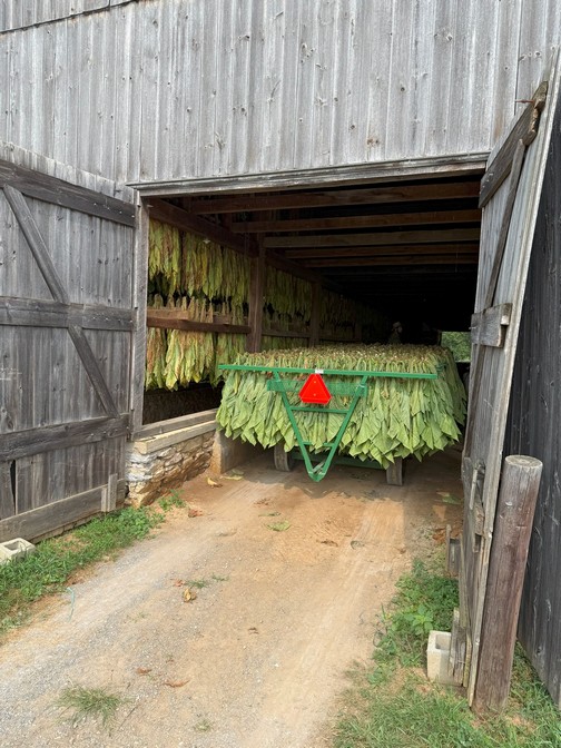 Tobacco drying in barn