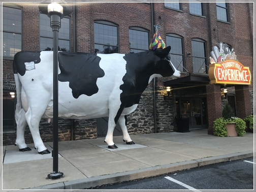 Turkey Hill cow