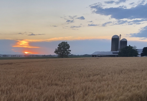 Wheat at sunset