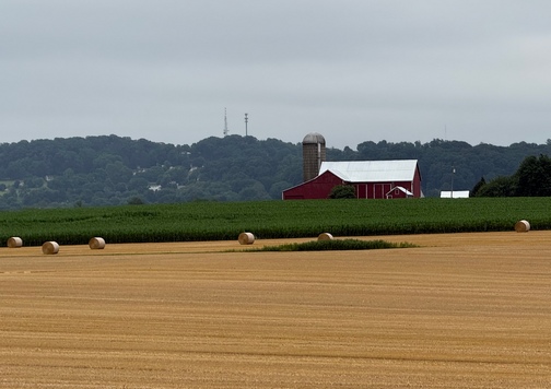 Wheat harvest