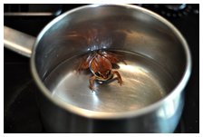 Frog in kettle