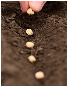 Sowing seed