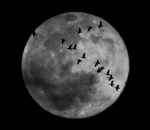 Geese over moon