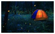 Camping with fireflies