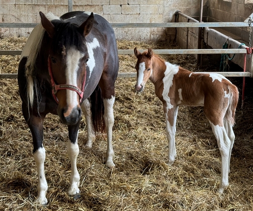 Old Windmill Farm horse and 5 day old foal