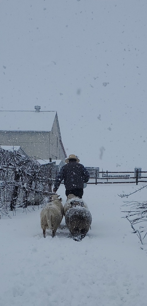 Jesse leading sheep in snow
