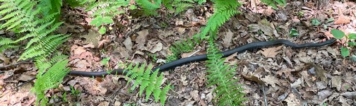 Appalachian Trail snake