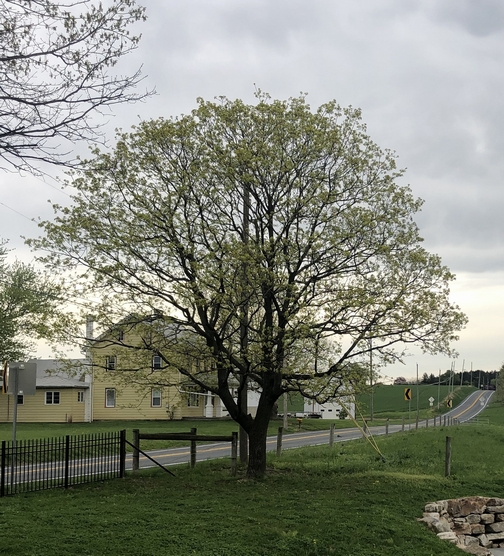 Berks County  4/23/19 (Click to enlarge)