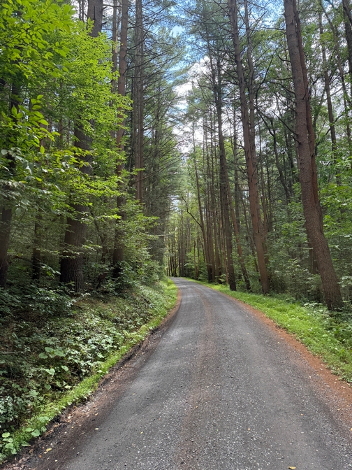 Forest road
