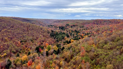 Foliage from Kinzua skywalk