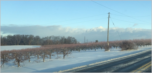 Lebanon County orchard 2/13/19 (Click to enlarge)